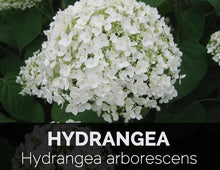 Load image into Gallery viewer, Hydrangea Root Powder Organic
