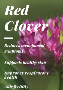 Red Clover Blossom Powder Organic