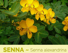 Load image into Gallery viewer, Senna Leaf
