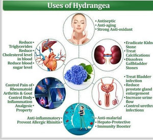 Hydrangea Root Powder Organic