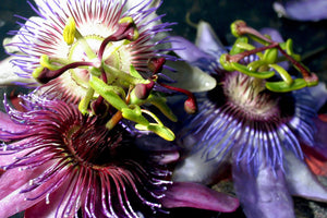 Passion Flower