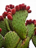 Nopal Cactus