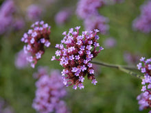 Load image into Gallery viewer, Vervain Herb
